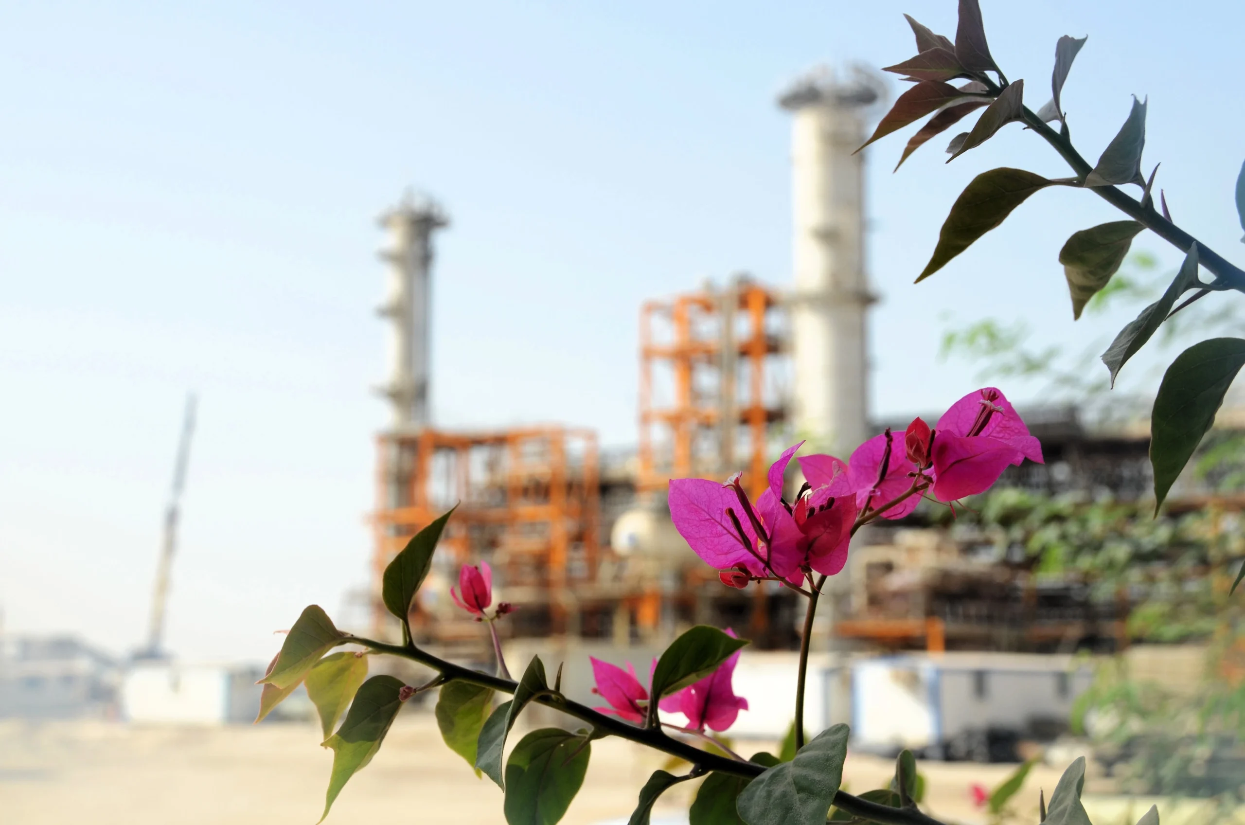 Pink flowers in front of a Tehran Raymand industrial facility